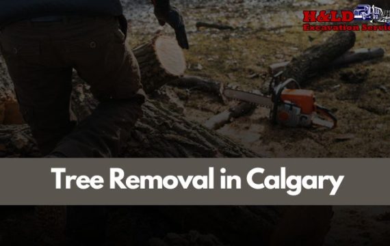 Tree Removal in Calgary