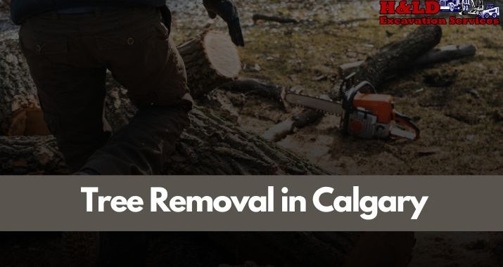 Tree Removal in Calgary