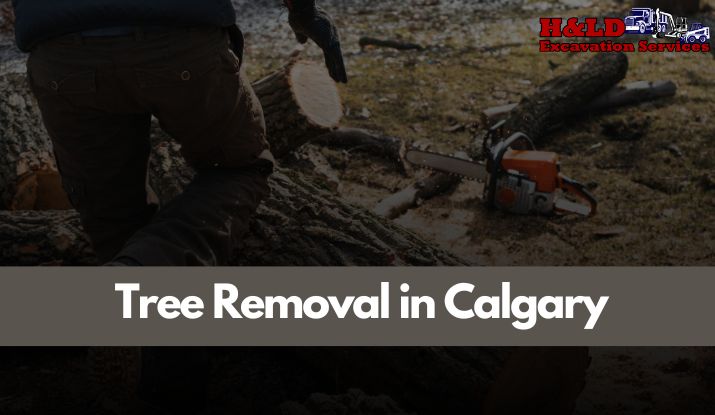 Tree Removal in Calgary